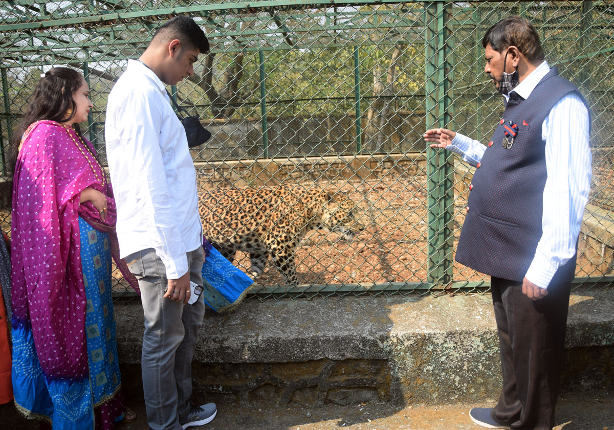 RPI Leader MoS Ramdas Athawale adopted Panther at National Park Sanjay Gandhi Udyaan Borivali Mumbai.